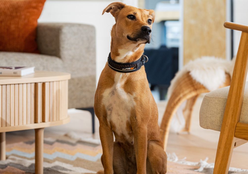Mocca - unser Werkstatt-Hund