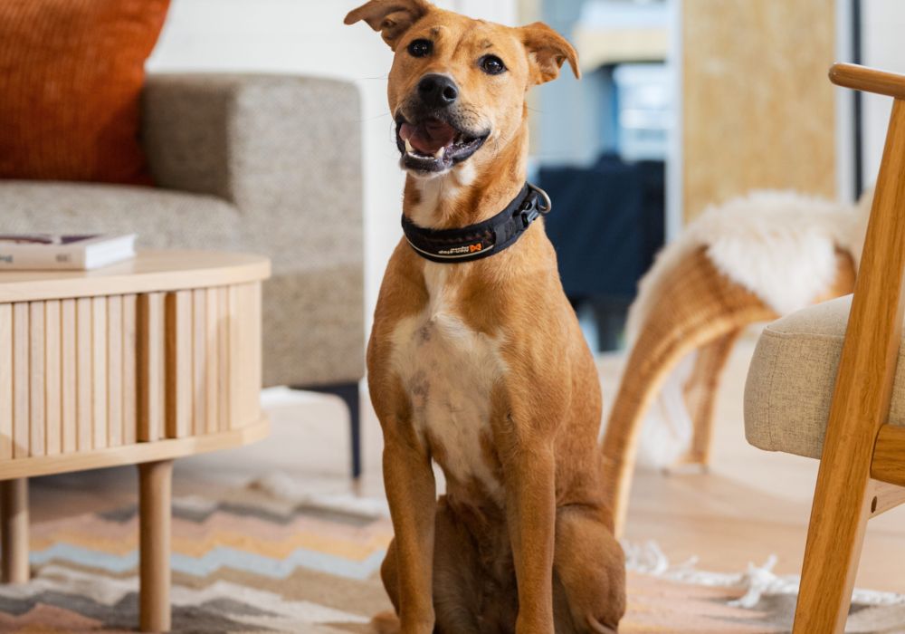 Mocca - unser Werkstatt-Hund